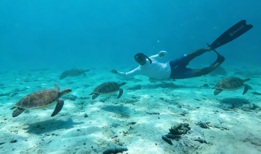 Top 5 Marine Life You’ll See at the Daymaniyat Islands