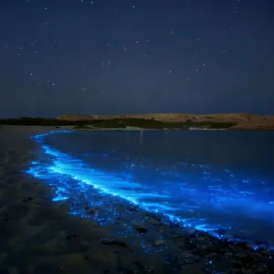 night view of daymaniyat islands