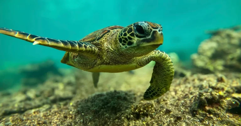 Green sea turtle swimming over the seabed at the Daymaniyat Islands