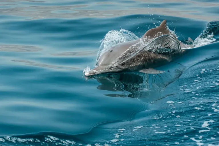 Dolphin breaking the surface of the sea off the coast of Muscat, Oman