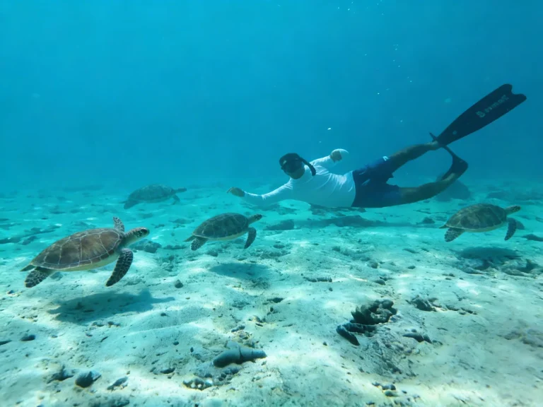 Diver swimming near several sea turtles over a sandy seabed in clear water