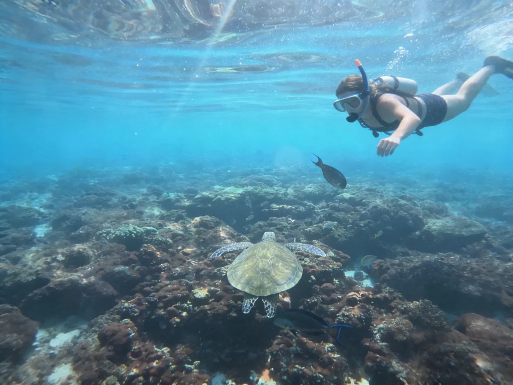 Snorkeler at the surface above a green sea turtle resting on a coral reef