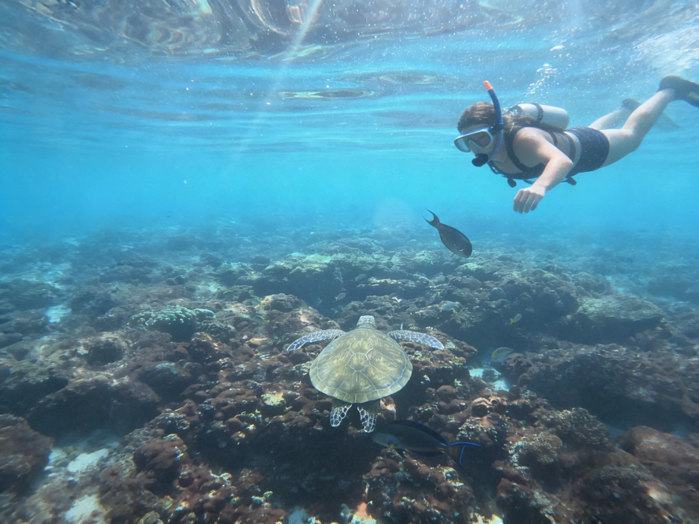 Snorkeler at the surface above a green sea turtle resting on a coral reef