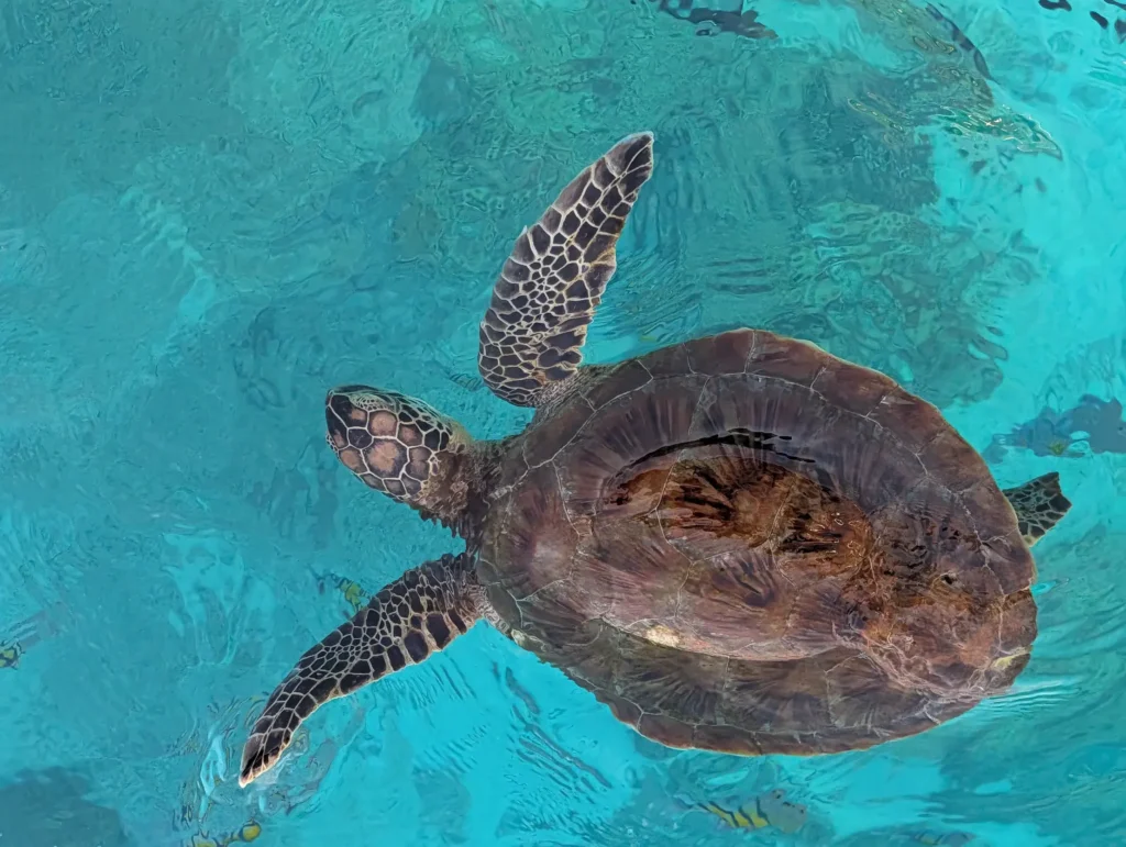 Close view from above of a sea turtle swimming in clear water over the reef at the Daymaniyat Islands