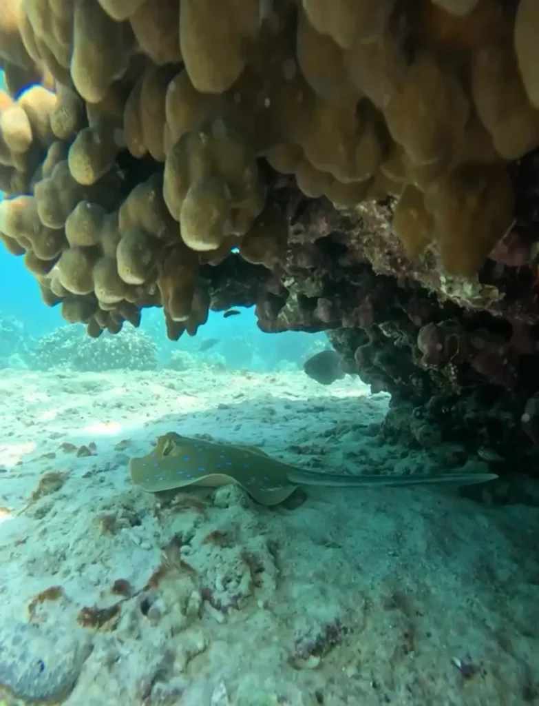 A stingray resting on the sand under a coral overhang at the Daymaniyat Islands